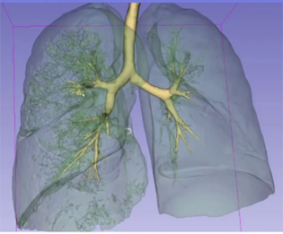 modelling lung behaviour