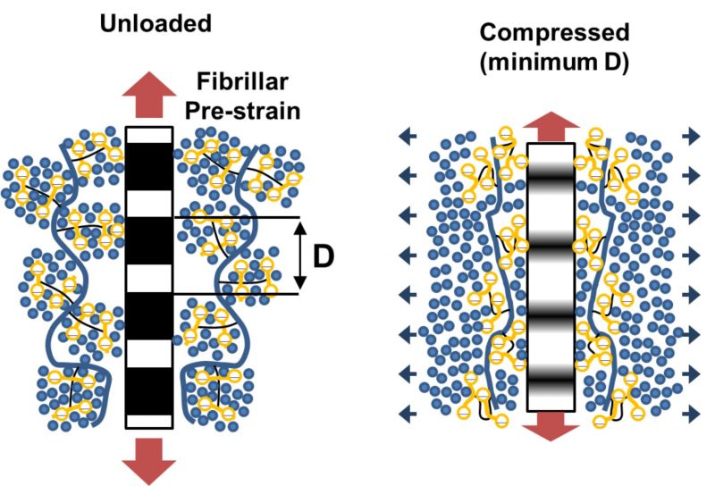 collagen mechanics