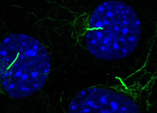 mechanobiology cilia