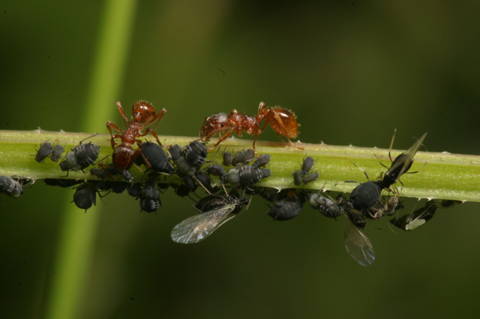 Aphids