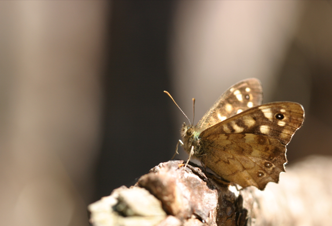 Speckled wood butterfly