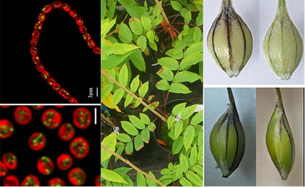 Experimental organisms studied in the Plants and Photosynthesis theme. 