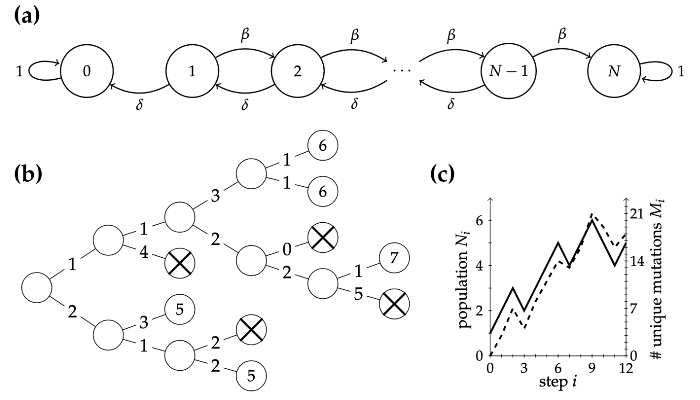 Example birth-death process with numbers of mutations