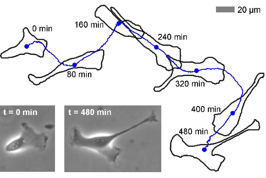 The measured path of crawling kidney cells (work by R. Klages et al.) 