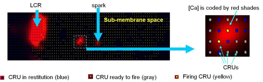 Subcellular calcium signalling: Model of heartbeat initiation (work by A. Maltsev et al.)