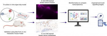 Queen Mary team qualify an organ-chip model of breast cancer metastasis using a multi-omics approach