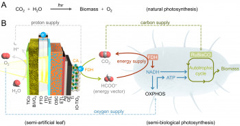 Innovation paves way to make 'clean' chemicals, plastics and food using solar energy Image shows how solar power can be used to grow E Coli