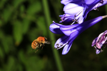 Image credit: Mr Christian Guiraud