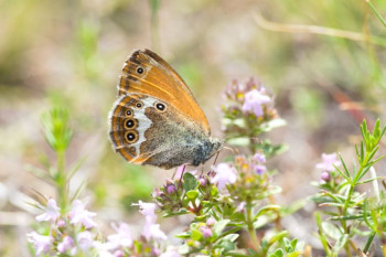 'Project Psyche' aims to sequence the genomes of all 11,665 European butterfly and moth species
