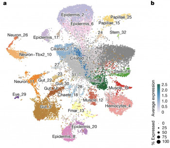 The genomics of arrow worms decoded! The genomic origin of the unique chaetognath body plan