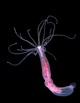 A sea anemone - credit Karmannye Chaudhary