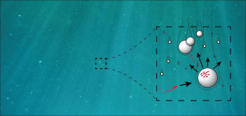 Why averages fail for bacteria in the open ocean Illustration of motile bacteria encountering a sinking organic particle (