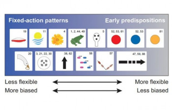 Innate biases vary in flexibility and strength. Fixed-action patterns usually have low flexibility and high strength, while early predispositions are weak and plastic. The figure illustrates some innate biases described in the references indicated with sp