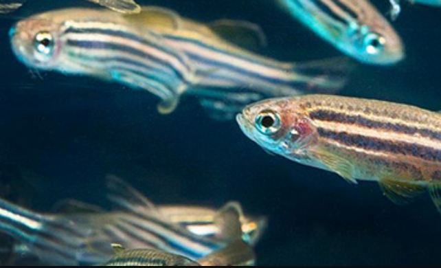 zebrafish