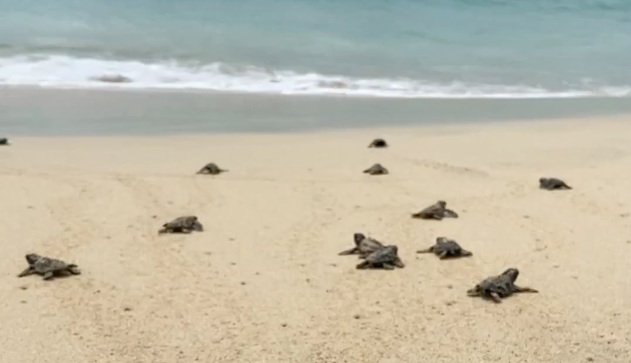 turtles hatching