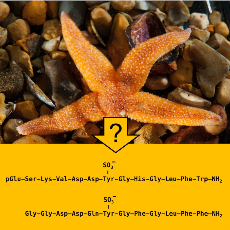 Molecular structures of starfish neurohormones